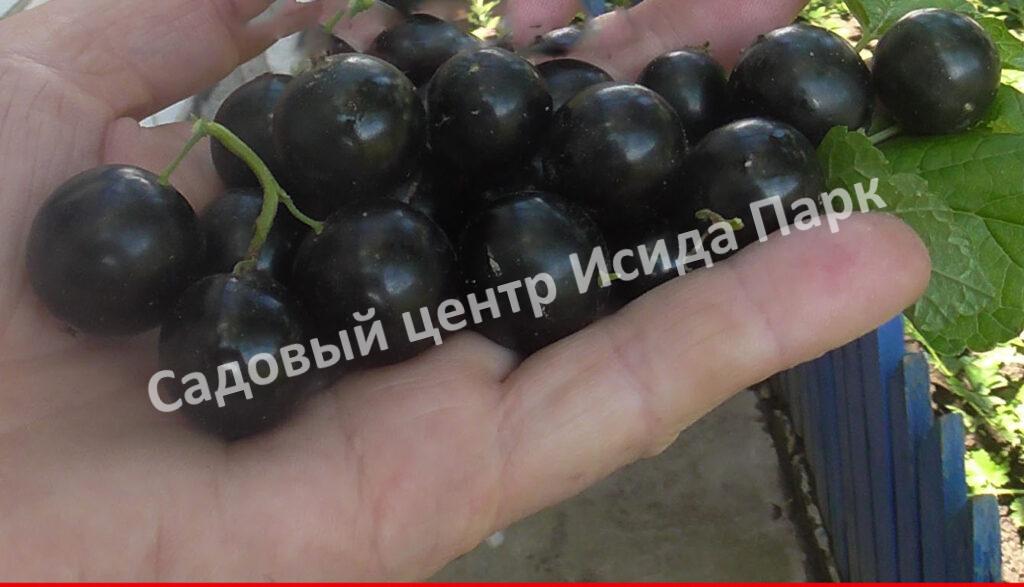Смородина черная Лючия, Лучия (Lucia)
