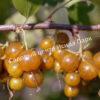 Смородина белая золотистая Медовый спас (Honey saved) 3