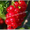 Смородина красная Мулка (Mulka) 3