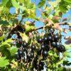 Смородина черная Мускат (Muscat) 1