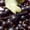 Смородина черная Мускат (Muscat) 5