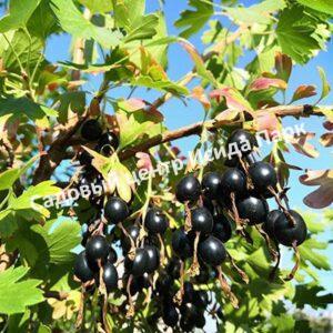 Смородина черная Мускат (Muscat)