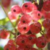 Смородина красная Мускат розовый (Muscat Rose) 4