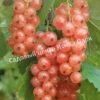 Смородина красная Мускат розовый (Muscat Rose) 1