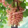Смородина красная Мускат розовый (Muscat Rose) 3
