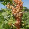 Смородина красная Мускат розовый (Muscat Rose) 5