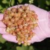 Смородина красная Мускат розовый (Muscat Rose) 6