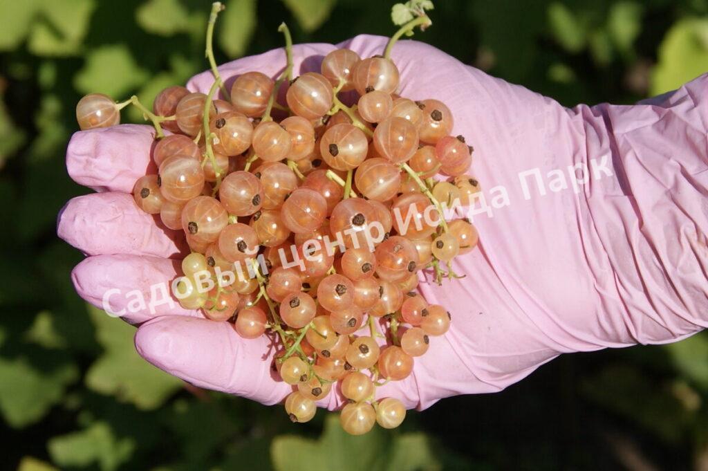 Смородина красная Мускат розовый (Muscat Rose)