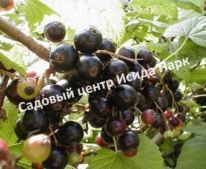 Смородина черная Несравненная (Incomparable)