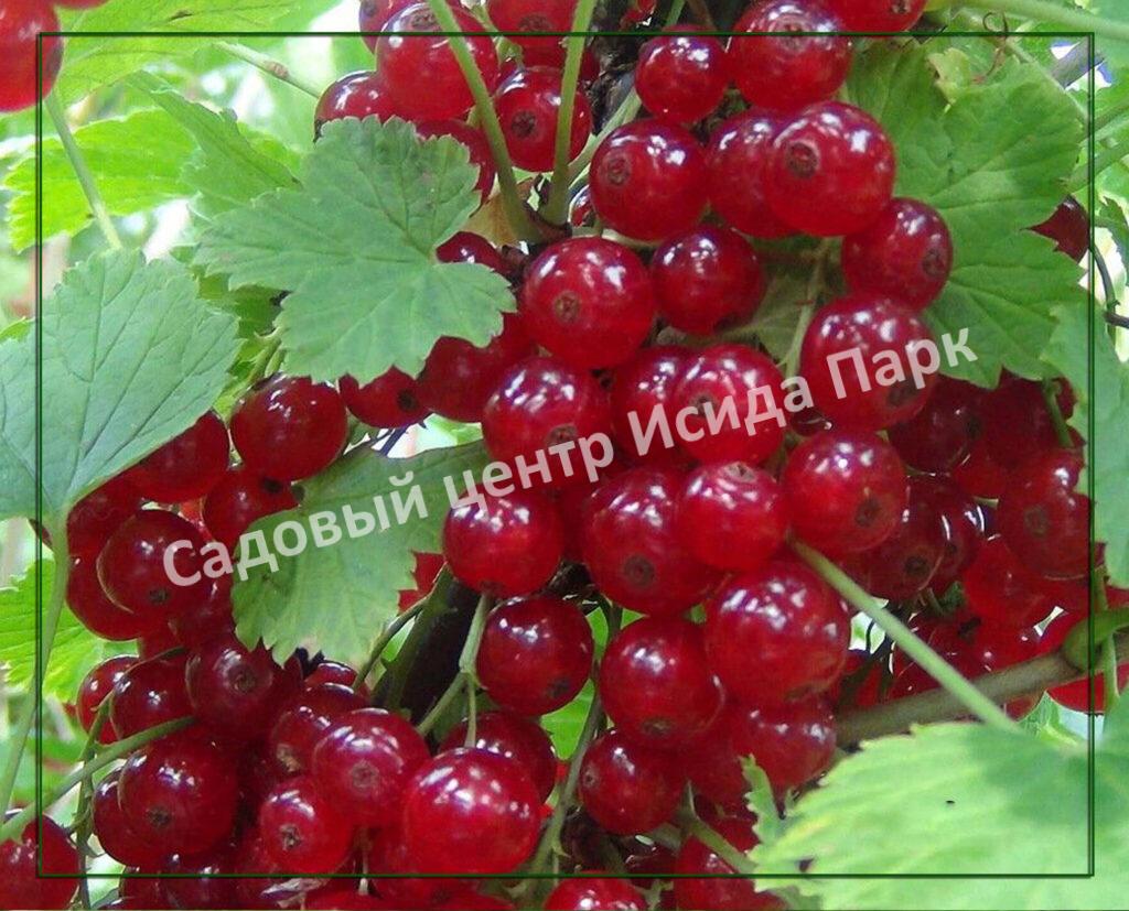 Смородина красная Ночка (The night)
