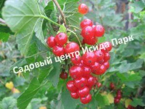 Смородина красная Ночка (The night)