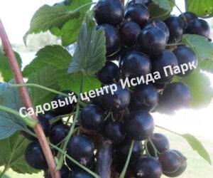 Смородина черная Няня (Babysitter)