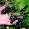 Смородина черная Нюрсинка (Nyursinka) 2