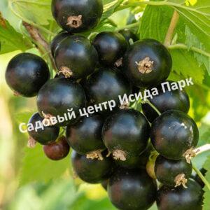Смородина черная Нюрсинка (Nyursinka)