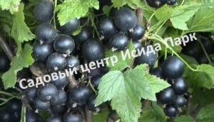 Смородина черная Обильная (Abundant)
