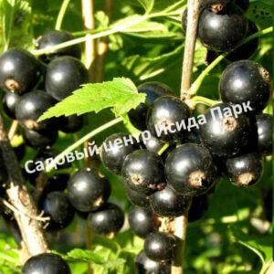 Смородина черная Очарование (Charm)