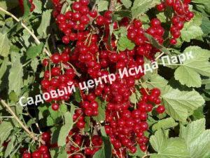 Смородина красная Осиповская (Osipovskaya)