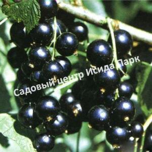 Смородина черная Ожерелье (Necklace)