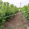 Смородина черная пахучая душистая (odorous fragrant) 4