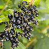 Смородина черная пахучая душистая (odorous fragrant) 1