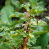 Смородина черная пахучая душистая (odorous fragrant) 3
