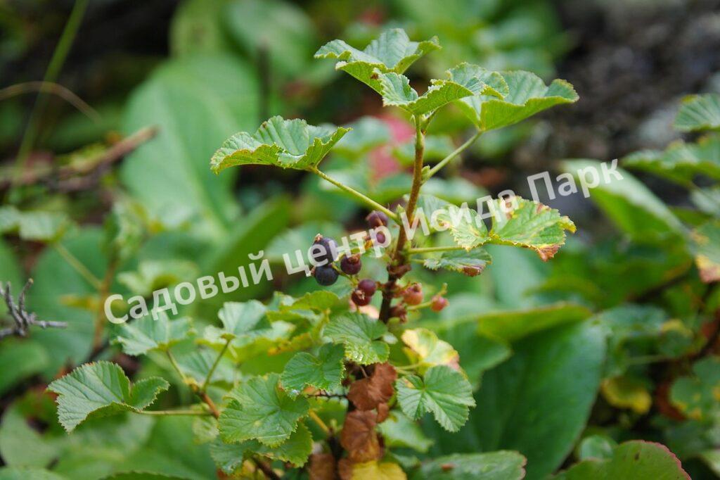 Смородина черная пахучая душистая (odorous fragrant)
