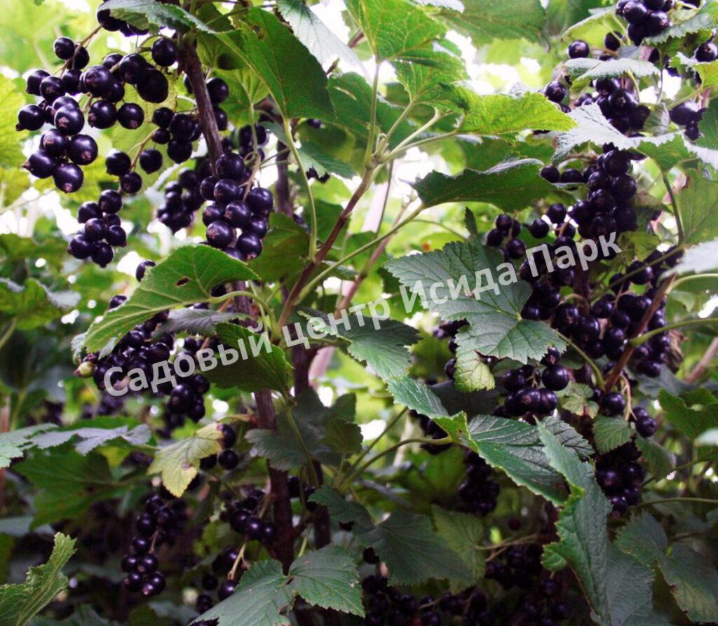 Смородина черная пахучая душистая (odorous fragrant)