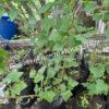 Смородина черная пахучая душистая (odorous fragrant) 6