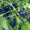 Смородина черная пахучая душистая (odorous fragrant) 7