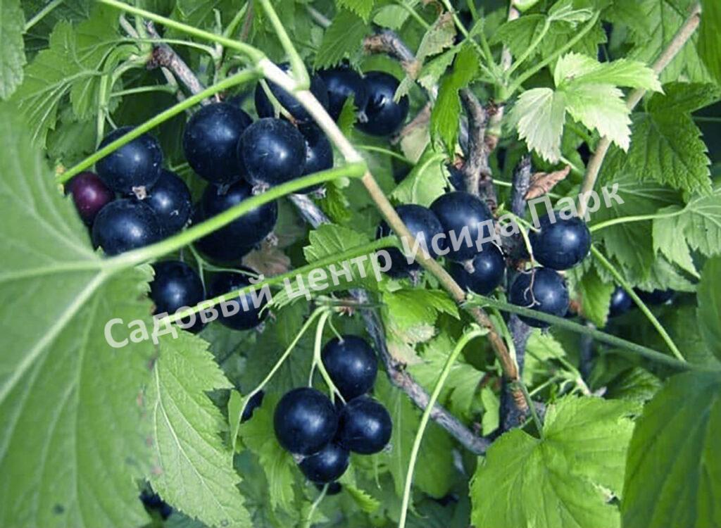 Смородина черная пахучая душистая (odorous fragrant)