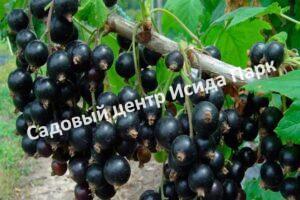 Смородина черная Память Мичурина (Michurin’s memory)