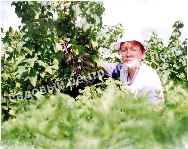 Смородина черная Памяти Шукшина (In memory of Shukshin) Смородина черная Памяти Шукшина (In memory of Shukshin)