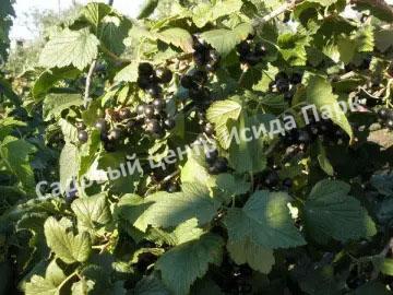 Смородина черная Памяти Шукшина (In memory of Shukshin) Смородина черная Памяти Шукшина (In memory of Shukshin)