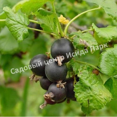 Смородина черная Памяти Шукшина (In memory of Shukshin) Смородина черная Памяти Шукшина (In memory of Shukshin)