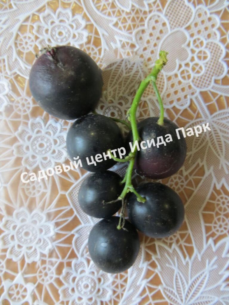Смородина черная Подарок Астахова (Astakhov’s gift)