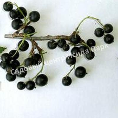Смородина черная Подарок Кузиору (A gift to Kuzior) Смородина черная Подарок Кузиору (A gift to Kuzior)