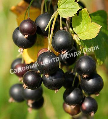 Смородина черная Подарок Кузиору (A gift to Kuzior) Смородина черная Подарок Кузиору (A gift to Kuzior)