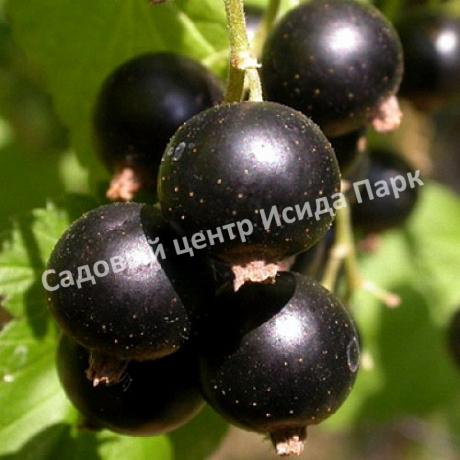 Смородина черная Подарок Кузиору (A gift to Kuzior) Смородина черная Подарок Кузиору (A gift to Kuzior)