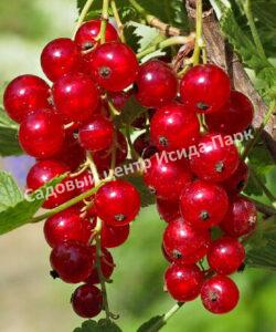 Смородина красная Подарок лета (The gift of summer)