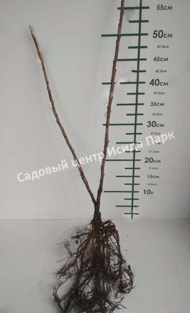 Смородина красная Рондом (Random)