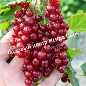 Смородина красная Рондом (Random)