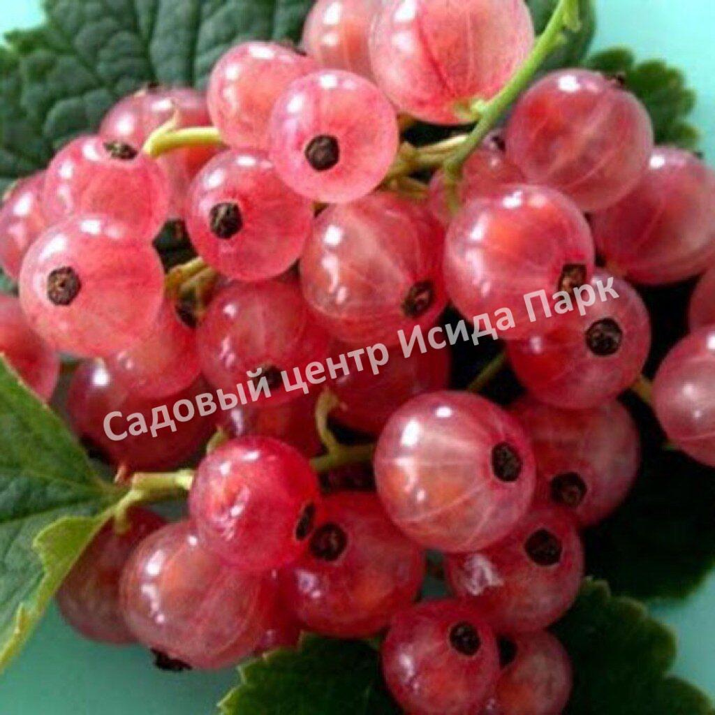 Смородина красная Россошанская розовая (Rossoshanskaya pink)