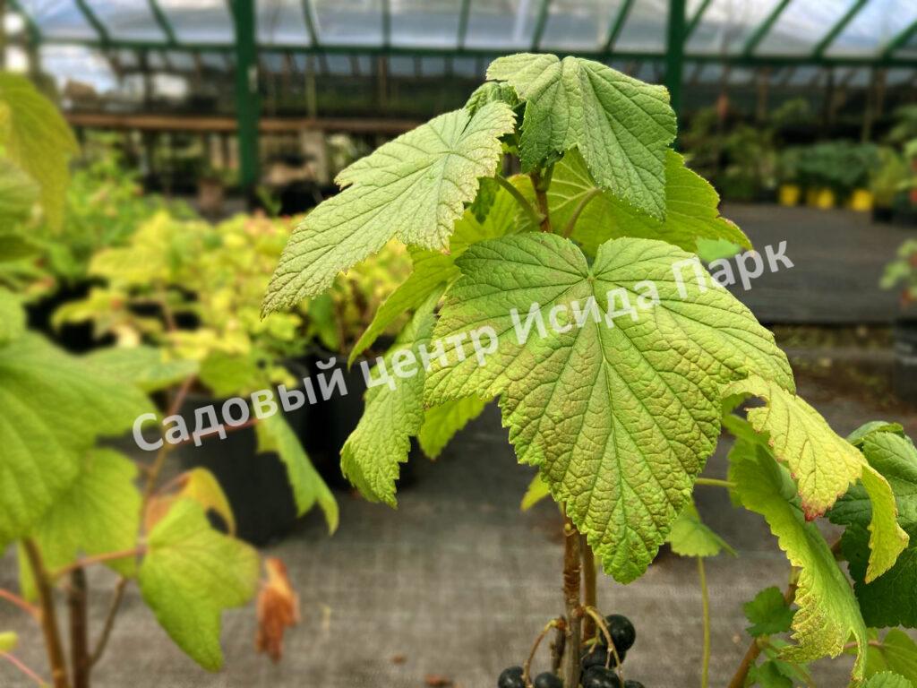 Смородина черная Рубен (Ruben) Смородина черная Рубен (Ruben)