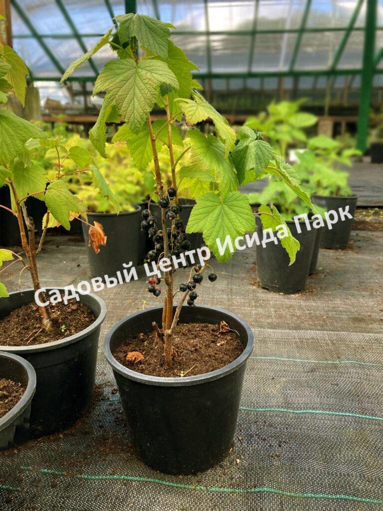 Смородина черная Рубен (Ruben) Смородина черная Рубен (Ruben)