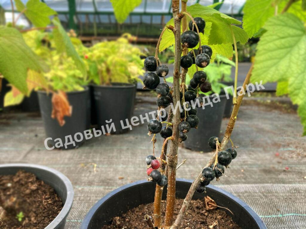 Смородина черная Рубен (Ruben) Смородина черная Рубен (Ruben)