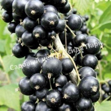 Смородина черная Рубен (Ruben) Смородина черная Рубен (Ruben)