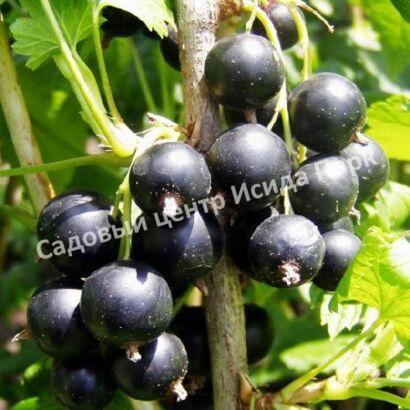 Смородина черная Рубен (Ruben) Смородина черная Рубен (Ruben)