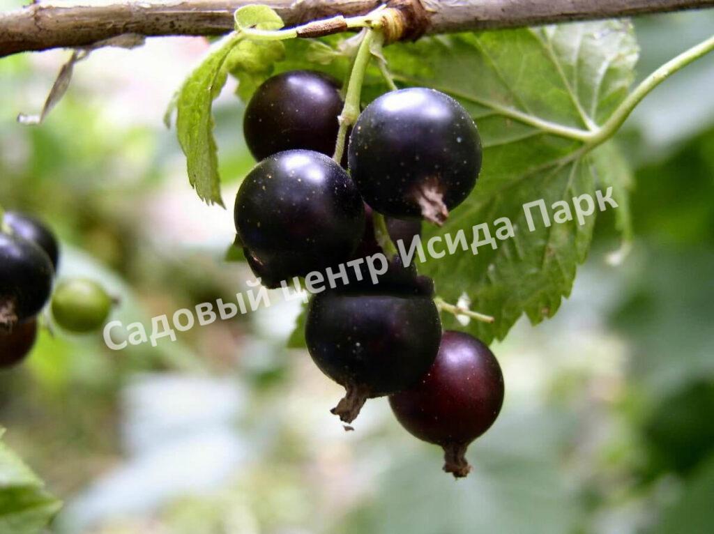 Смородина черная Санюта (Sanyuta)