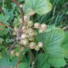 Смородина черная Изумрудное ожерелье (Emerald Necklace) 8