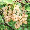 Смородина белая золотистая Янтарная (Amber) 1